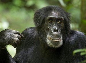 Šimpanzi